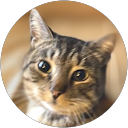 Philip Spalla profile picture