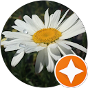 Susan O profile picture