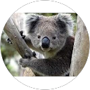 Latif E. profile picture