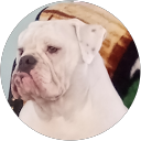 David R. profile picture